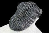 Detailed Austerops Trilobite - Ofaten, Morocco #110648-5